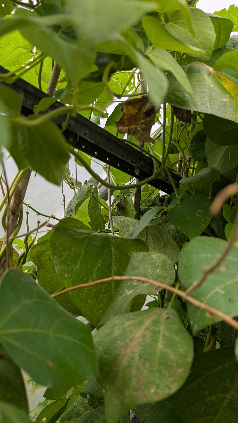 Runner bean vines and broad green leaves climb canes and a metal bar inside a polytunnel.