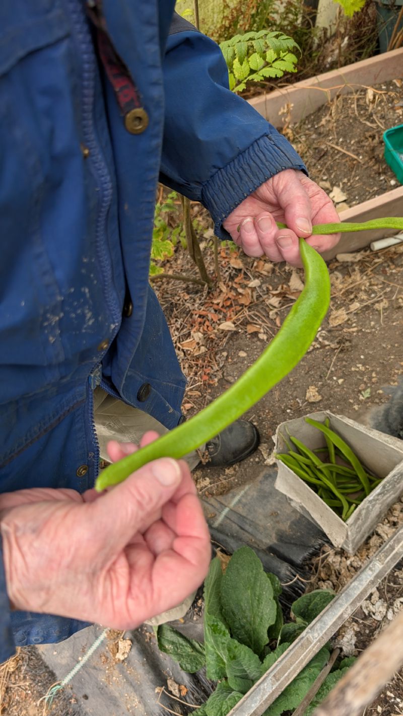 A plot holder in a blue jacket holds a long, curved green runner bean between two hands.