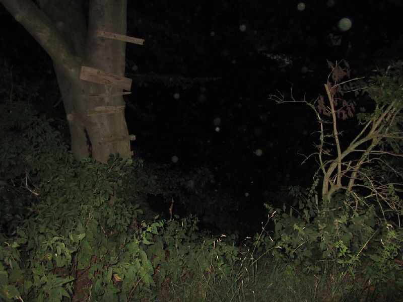 Dark woodland at night, with a tree trunk and low bushes lit from the side.