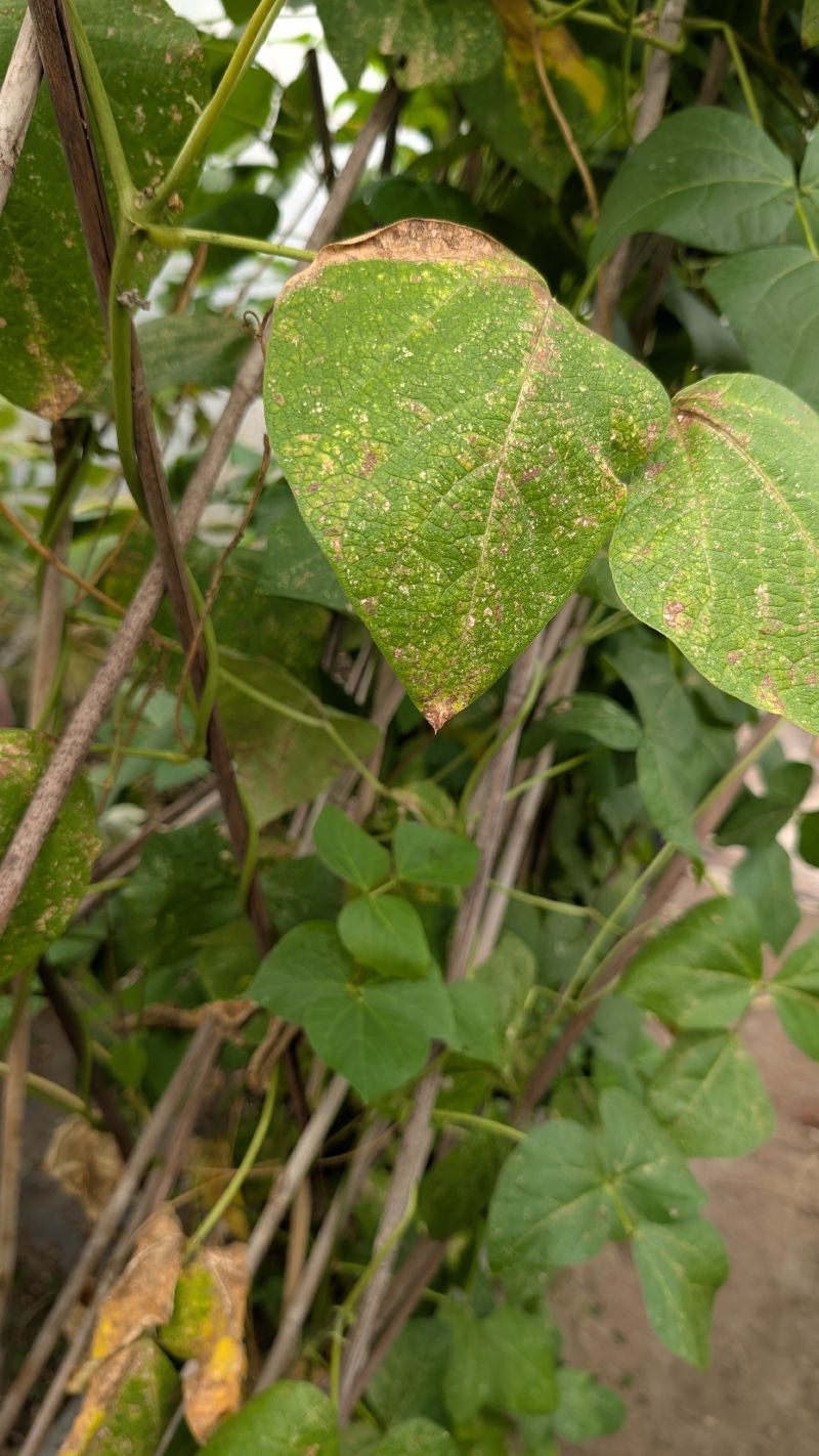 A runner bean leaf with pale speckles and a browning edge hangs among canes and healthy leaves.