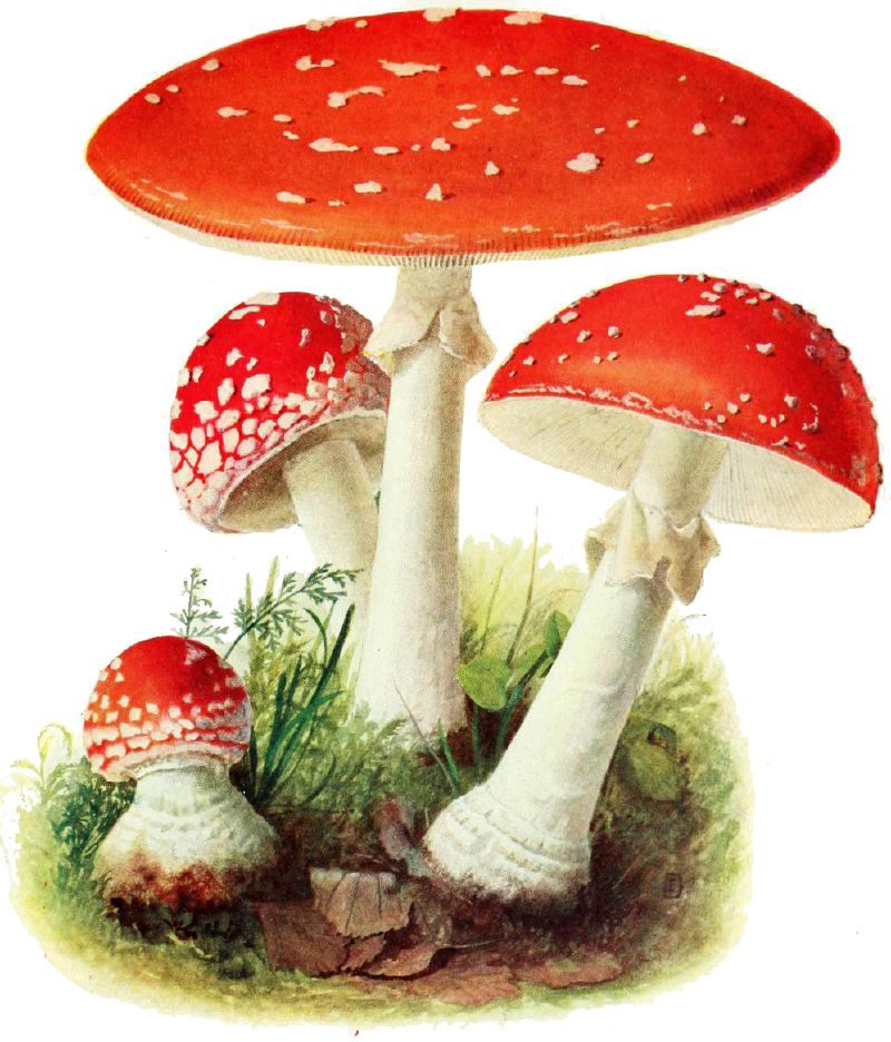 A colour plate of fly agarics by Emil Doerstling from Pilze der Heimat.