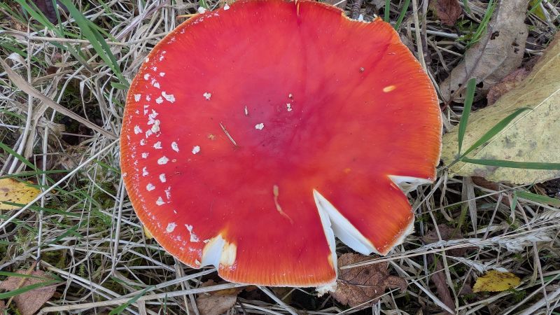 Close view of a fly agaric cap, scarlet with raised white flecks.