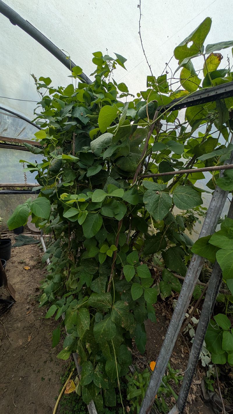 Tall climbing bean plants grow up canes and a metal frame inside a polytunnel.